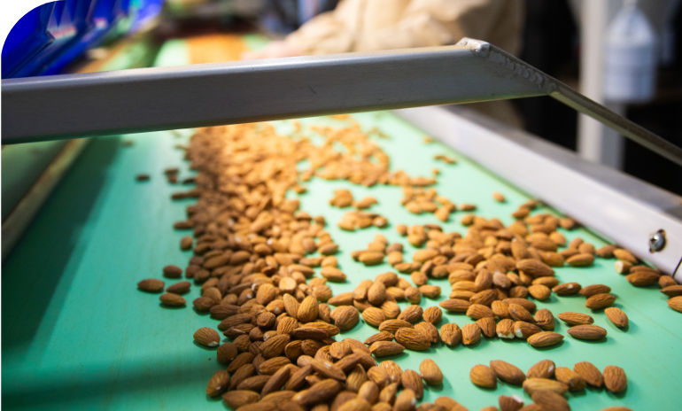 Almonds on conveyer belt