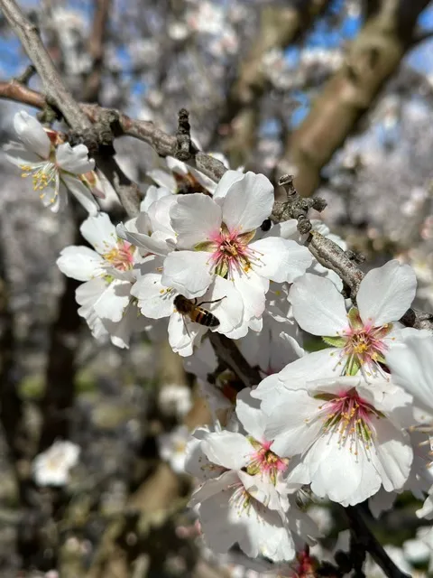 Almonds in bloom with bee