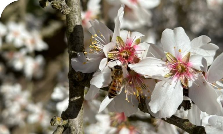 Almond blossoms with bees pollinating